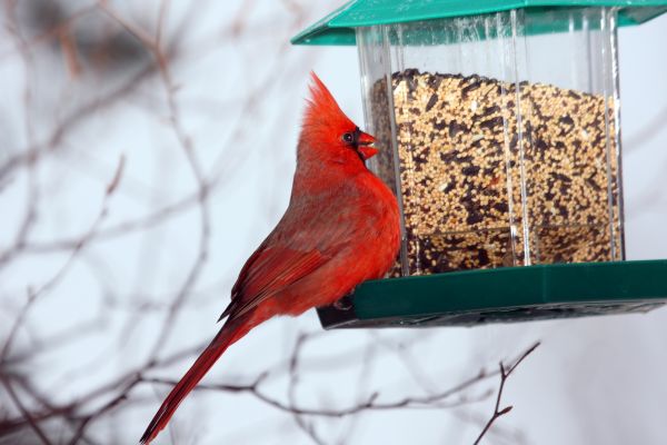 Cost of Bird Feeder Hanging in Provo